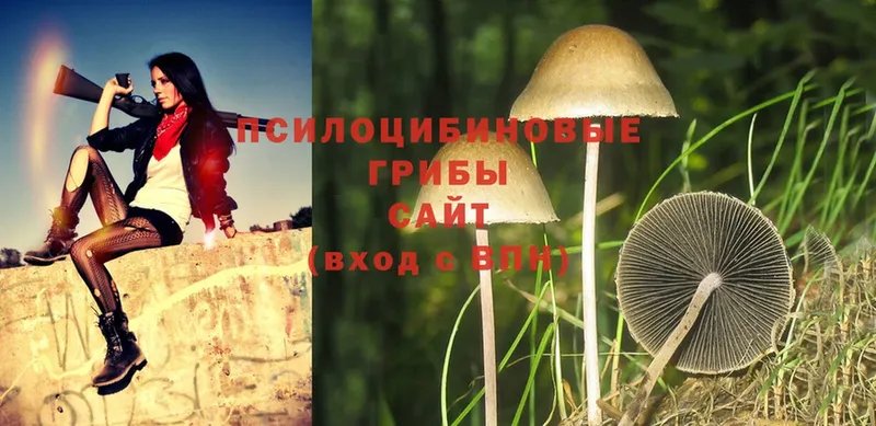 Галлюциногенные грибы Psilocybine cubensis  наркошоп  Вологда 