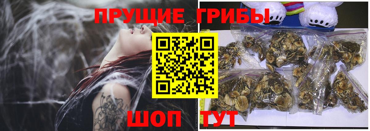 Псилоцибиновые грибы GOLDEN TEACHER  Вход с VPN  Вологда  Псилоцибиновые грибы Cubensis 